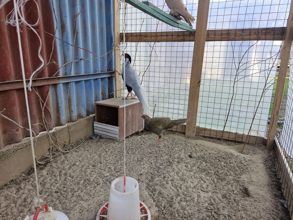 Фазан золотой серебро