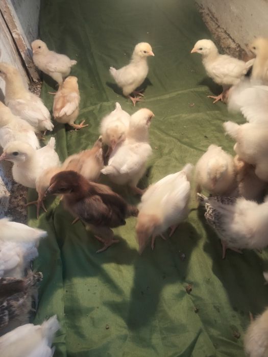 домашние цыплята