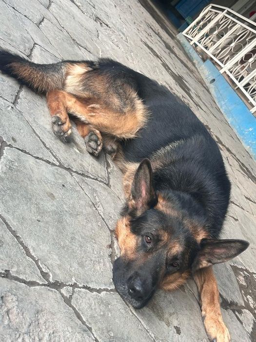 Для Вязка собака немец