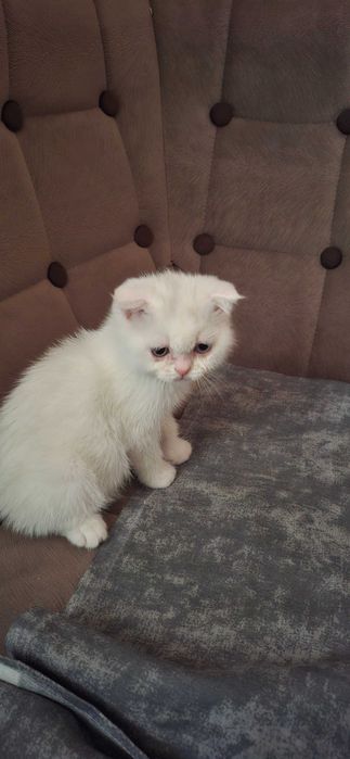 Продаём котёнка, шотландский скочт фолд