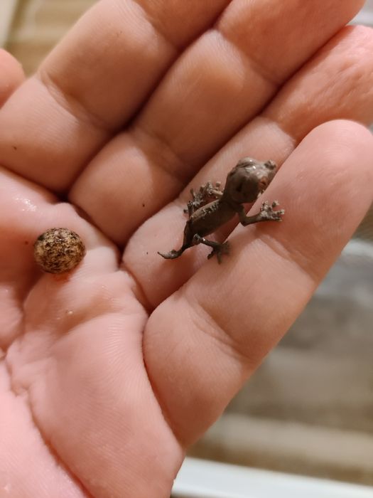 Uroplatus ebenaui, spear point leaf tail gecko