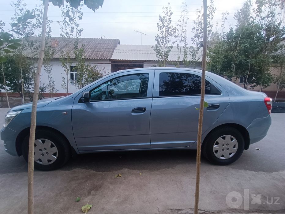 Cobalt 2013 delfin