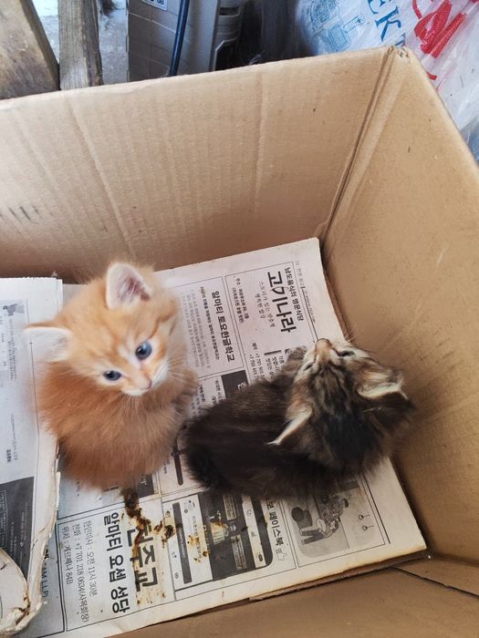 Отдам Котят в добрые руки