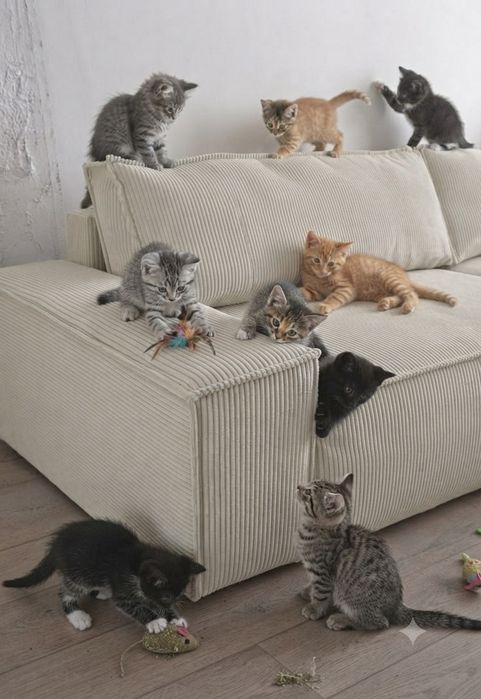 Котята полупородистые