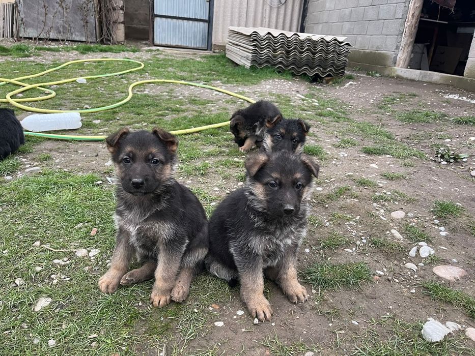 Продаются щенки немецкой овчарки