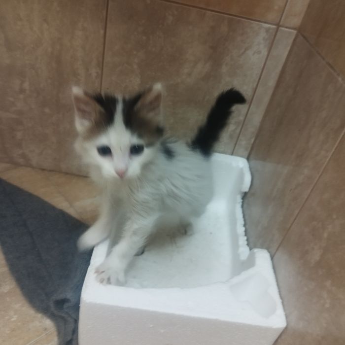 котенца от Созопол