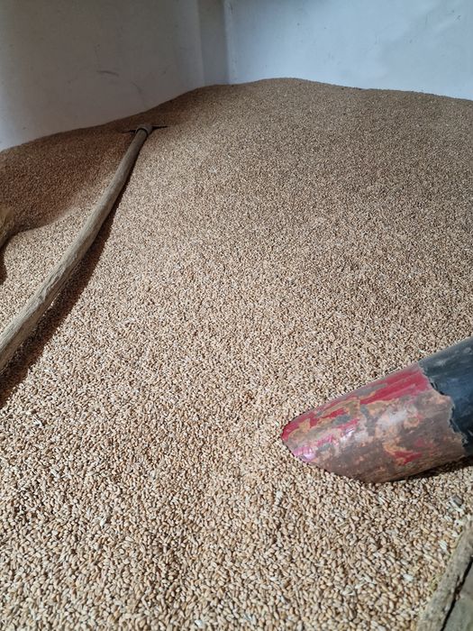 Grâu, porumb, triticale