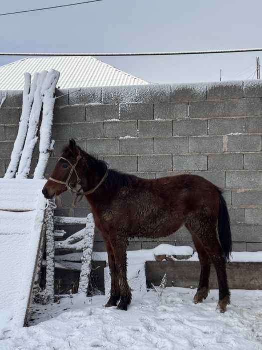 еркек тай сатылады