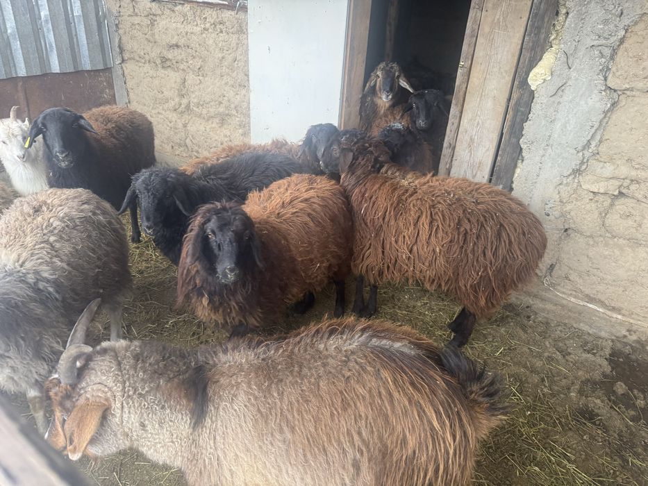 Семыз токты сатылады