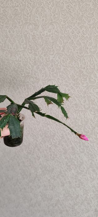 Декабрист красный и розовый