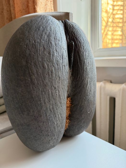 Продам уникальный орех Коко-де-Мер (Coco de Mer)