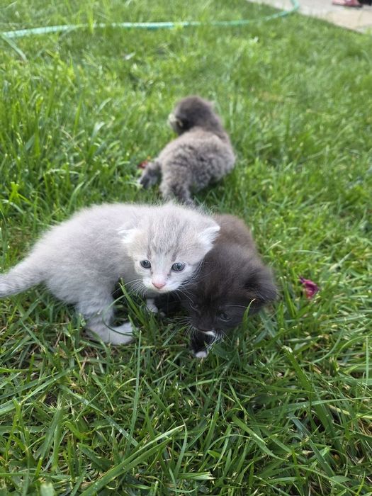 Продаётся 3 кошки