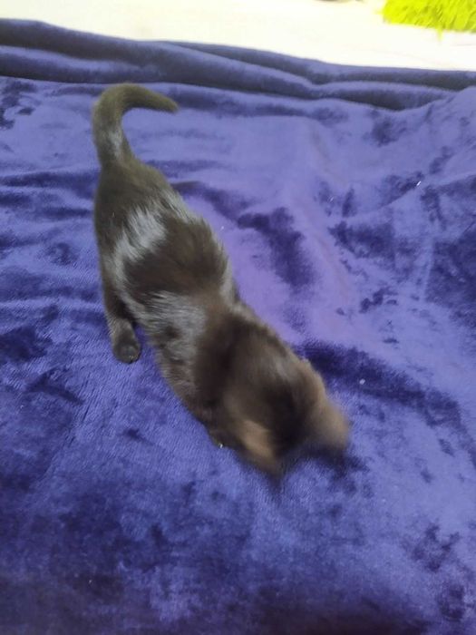 Подарявам малко, черно котенце