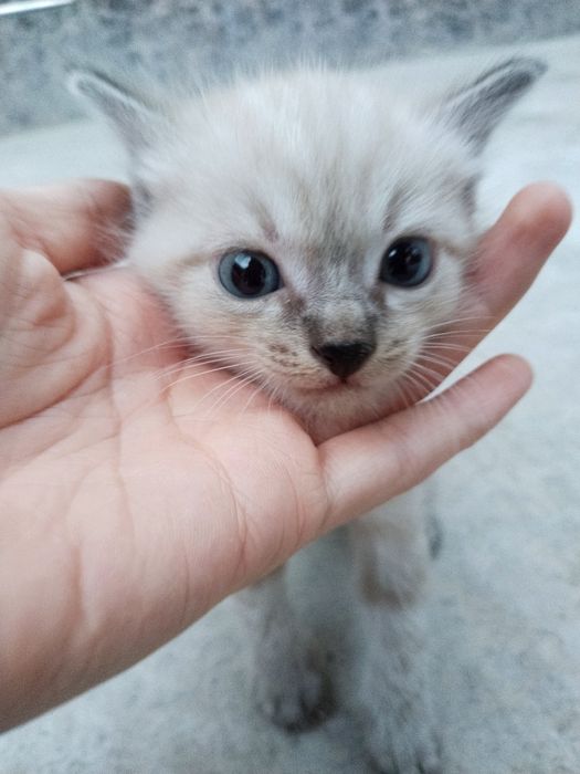 Сиямский котик/ Simay mushugi