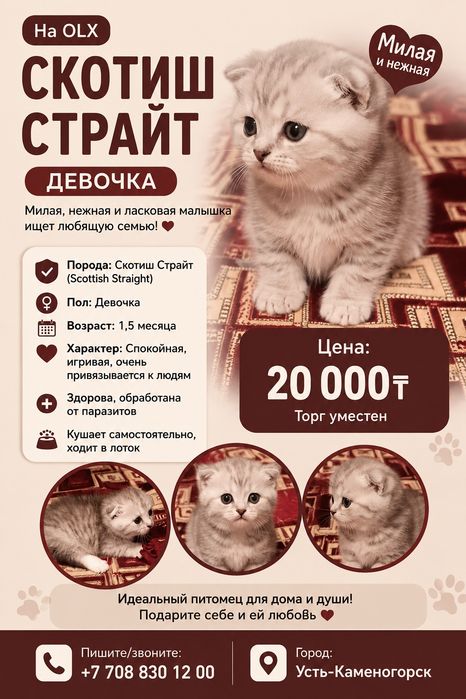Котёнок ищет семью   скотиш страйт вислоухая
