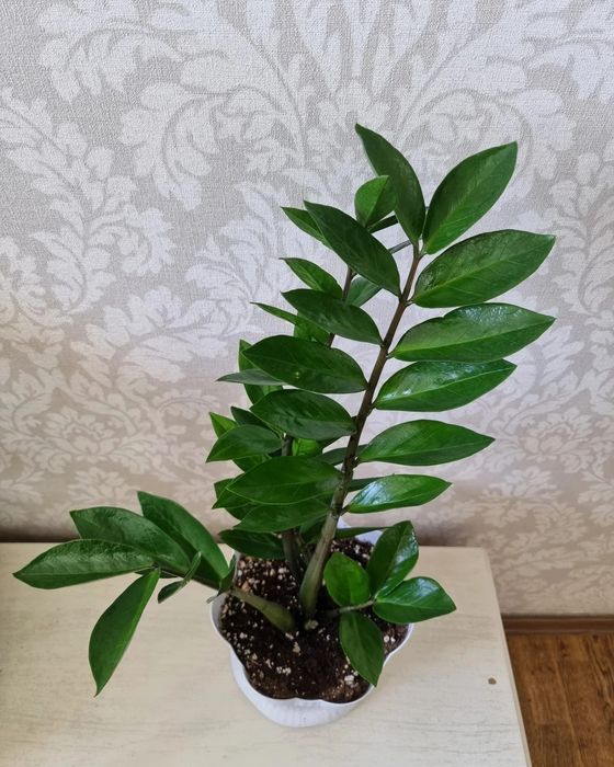 Долларовое дерево Замиокулькас