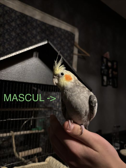 Pereche nimfee+cusca