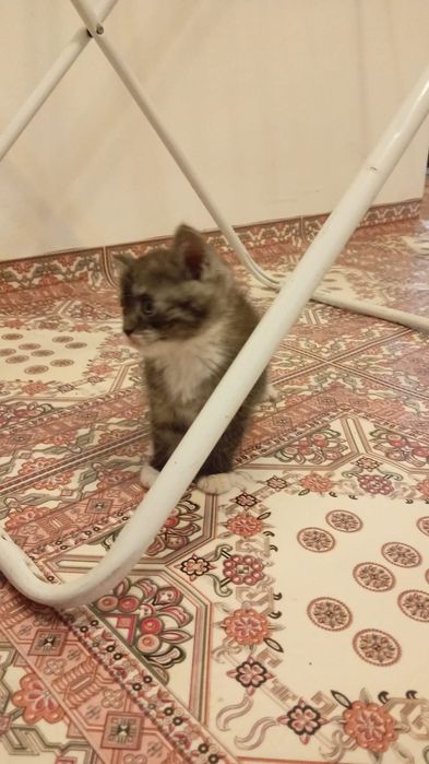 продам котят породистых