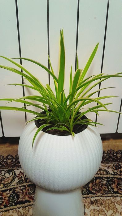 Хлорофитум Xlorofitum Xonaki gul tuvakda Xlorofitum