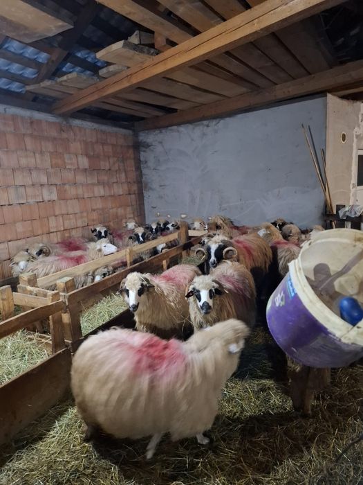 Oi tinere de vânzare