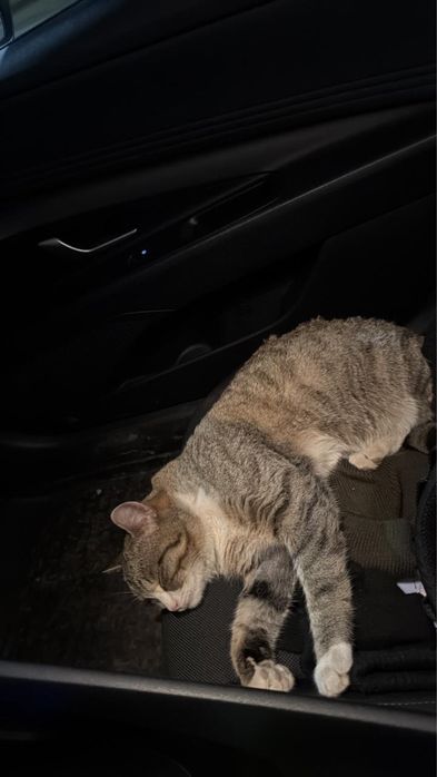 Отдам кота даром