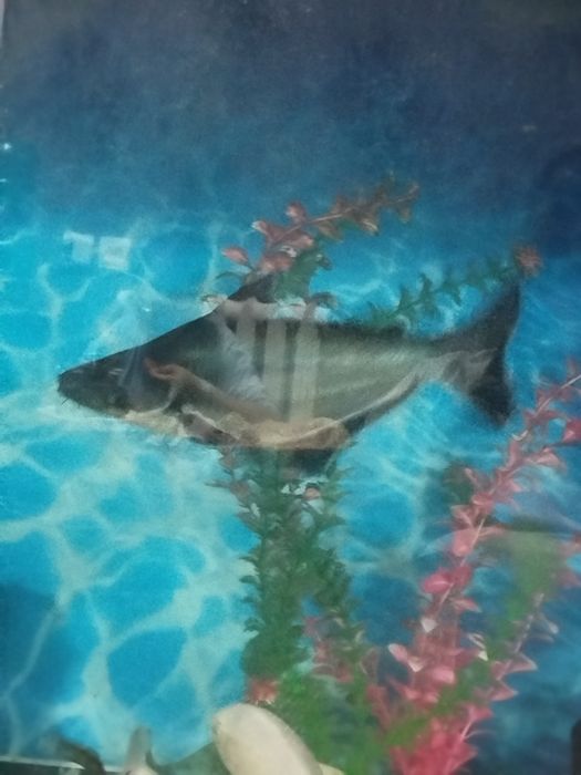 Мирни акула 35 см.Коя  30 см сотилади