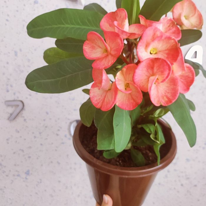 Продам цветущий молочай Милля . Есть доставка