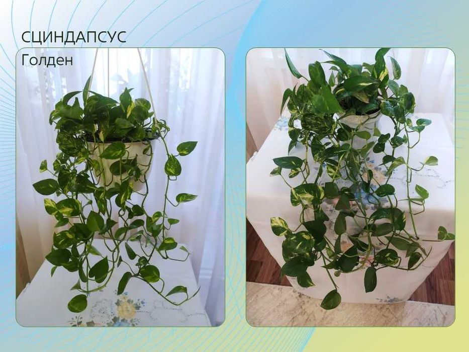 Домашние цветы. Сциндапсусы