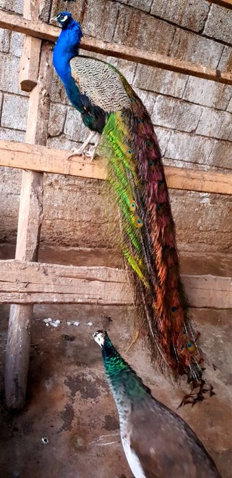 Павлин 60000 продам