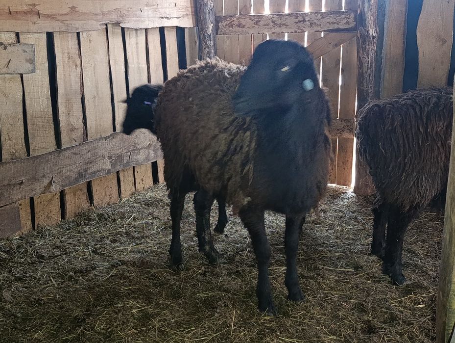 Продам кошкара баран