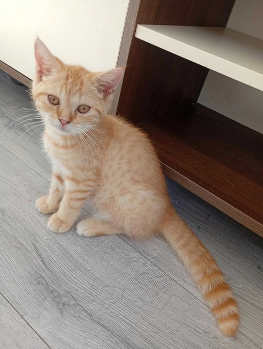 Motănei Tabby Red Orange