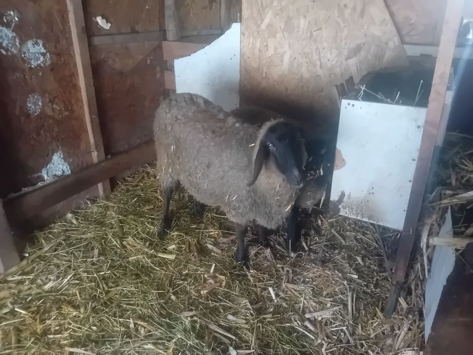 Berbec si oi carabase