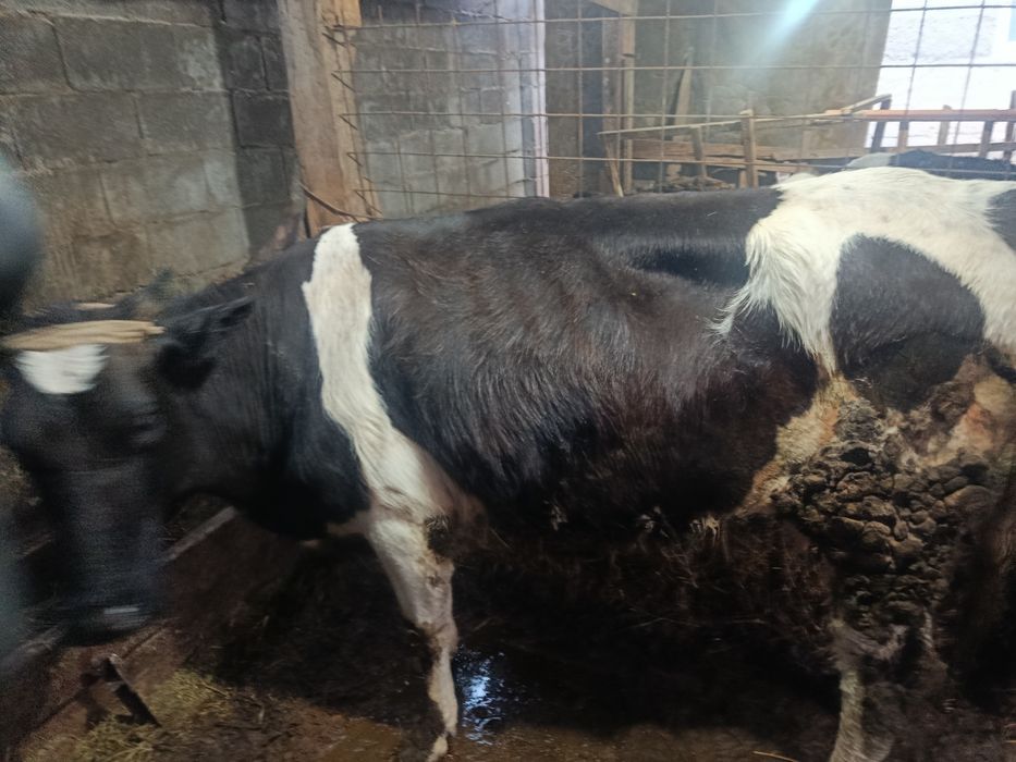 Продам дойную корову