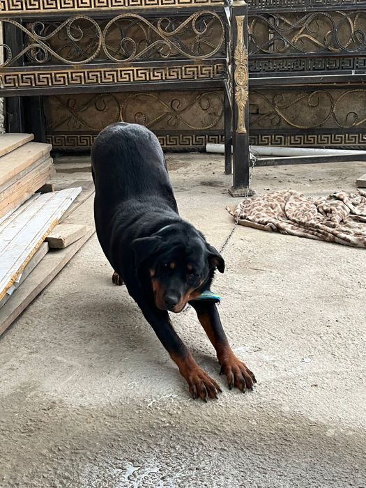 Ротвейлер/ит/собака