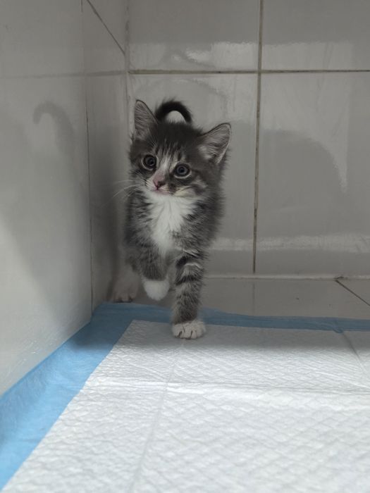 Бесплатно котята