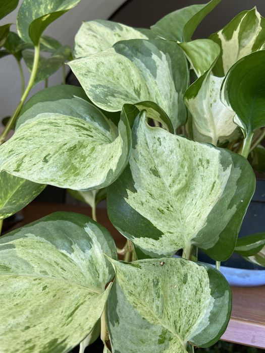 Продам вьющиеся растения(сциндапсус пятнистый)