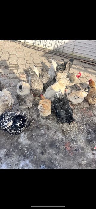 Инкубационное яйцо