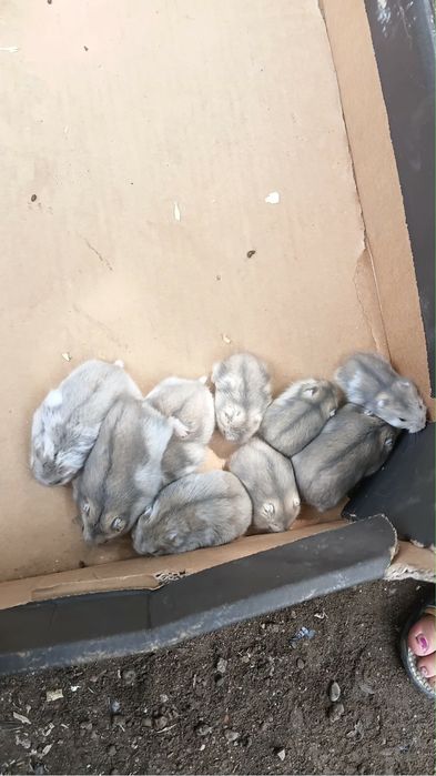 Vand hamsteri siberieni 50lei perechea