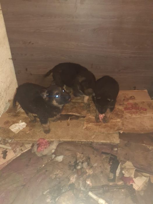 Собака Вео овчарка