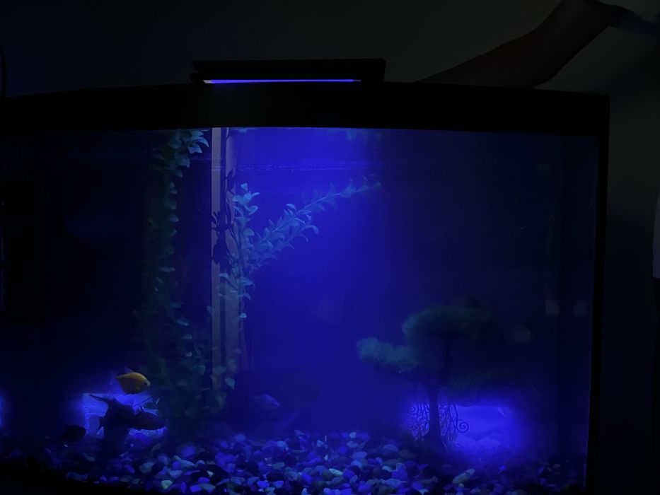 Akvarium sotiladi 80-90 litr Hamma jihozlari va baliqlari bilan)