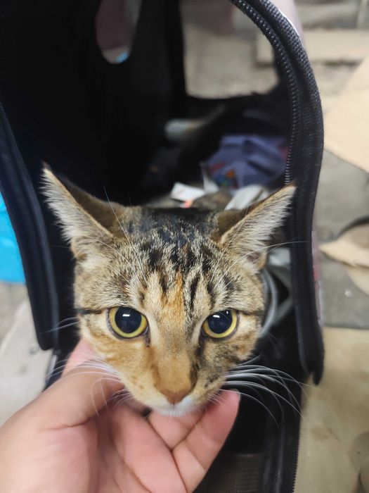 Молодая кошечка ищет дом