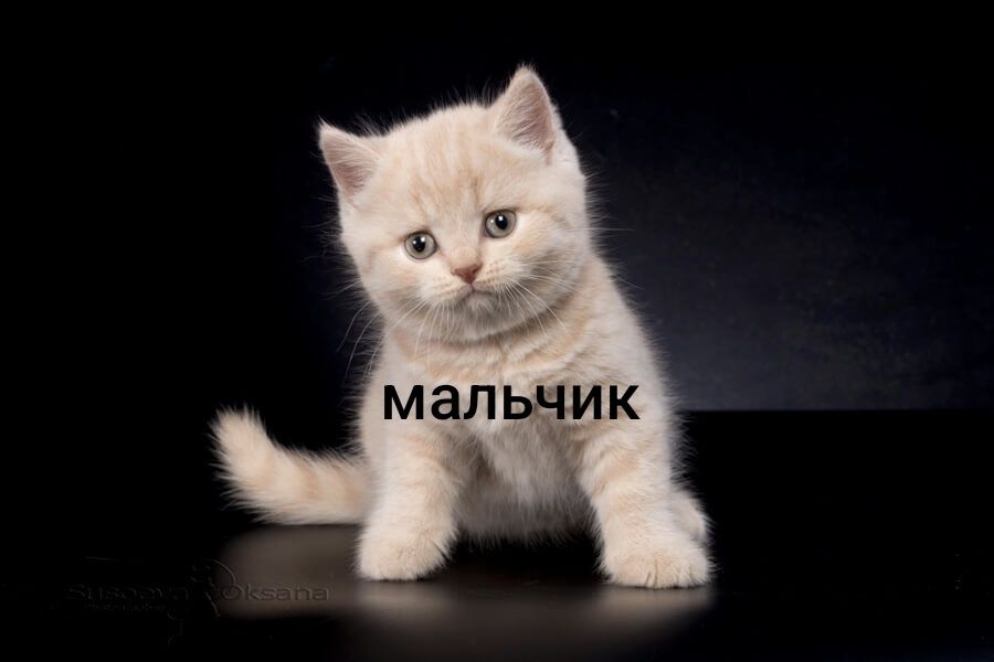 Кремовые Британские Мальчики