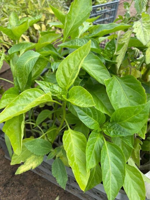 Продам рассаду в стаканчиках