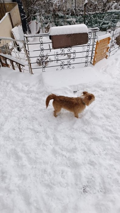 Отдам в хорошие руки