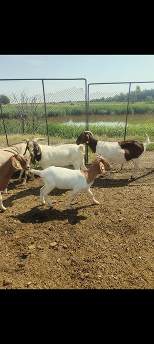 Vând țăpișor Boer