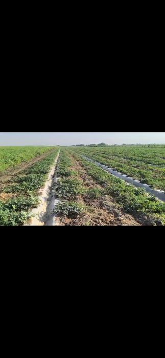 Удобрения. Пестициды и Гербициды.