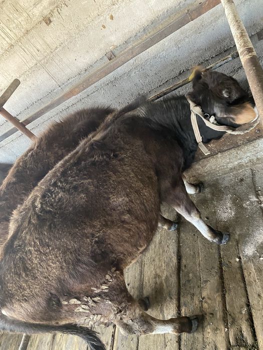 Бычок полугодовалый, бука