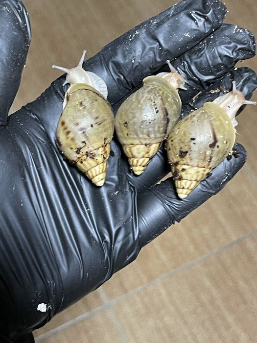 Ideal bogan Ulitkala sotuvda borr