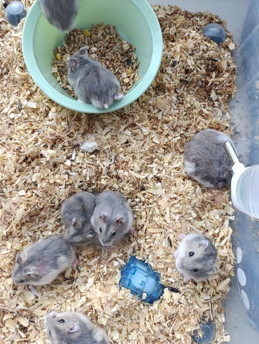 Джунгарские хомячки