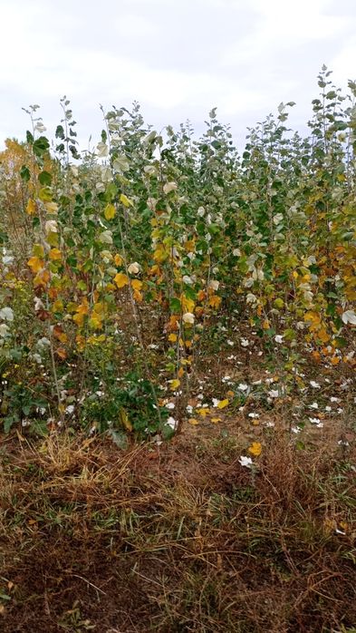 Puieți salcâm frasin fag carpen ulm plop mesteacăn brad molid Tei arin